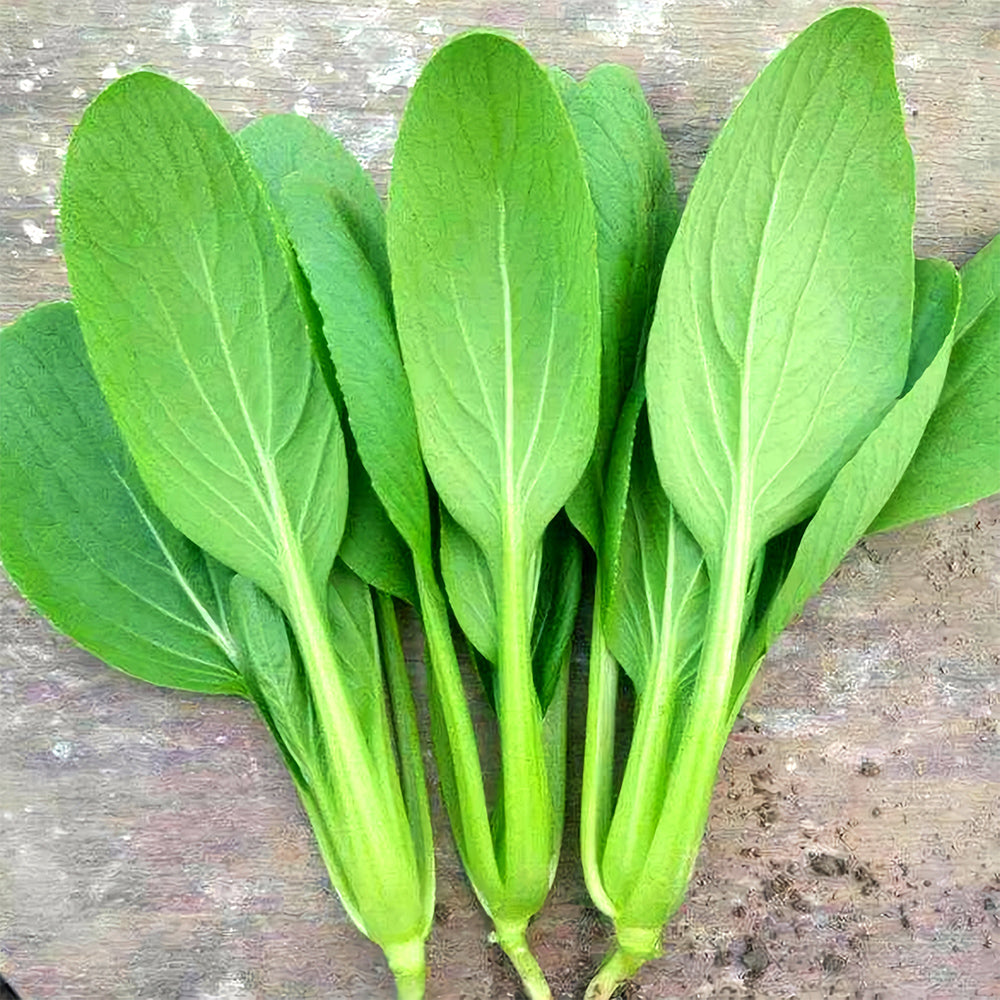 Jingyan® Organic Pak Choi Seeds
