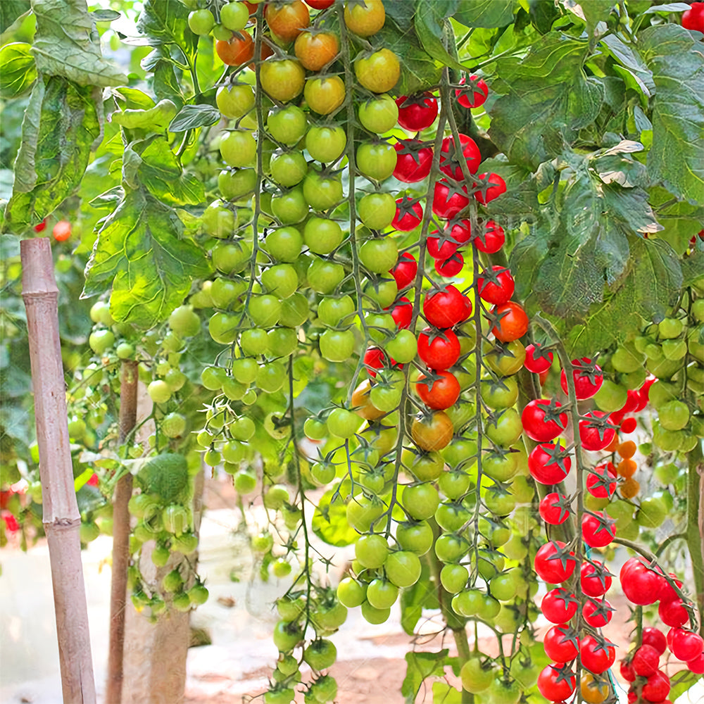 Cascade Beauty: 5 Bags (100 Seeds / Bag) of 'Waterfall' Tomatoes