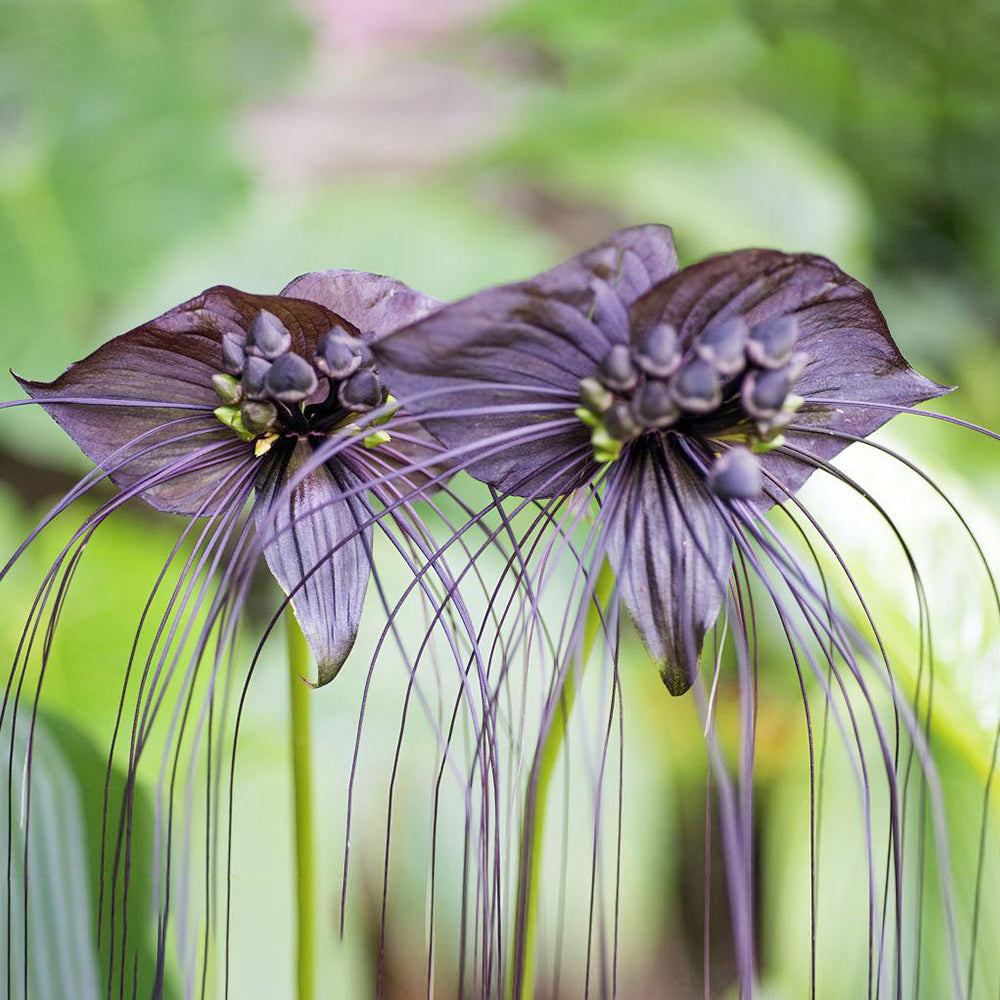 black bat plant seeds Tacca Chantrieri Seeds (5 Seeds) – MUCIAKIE