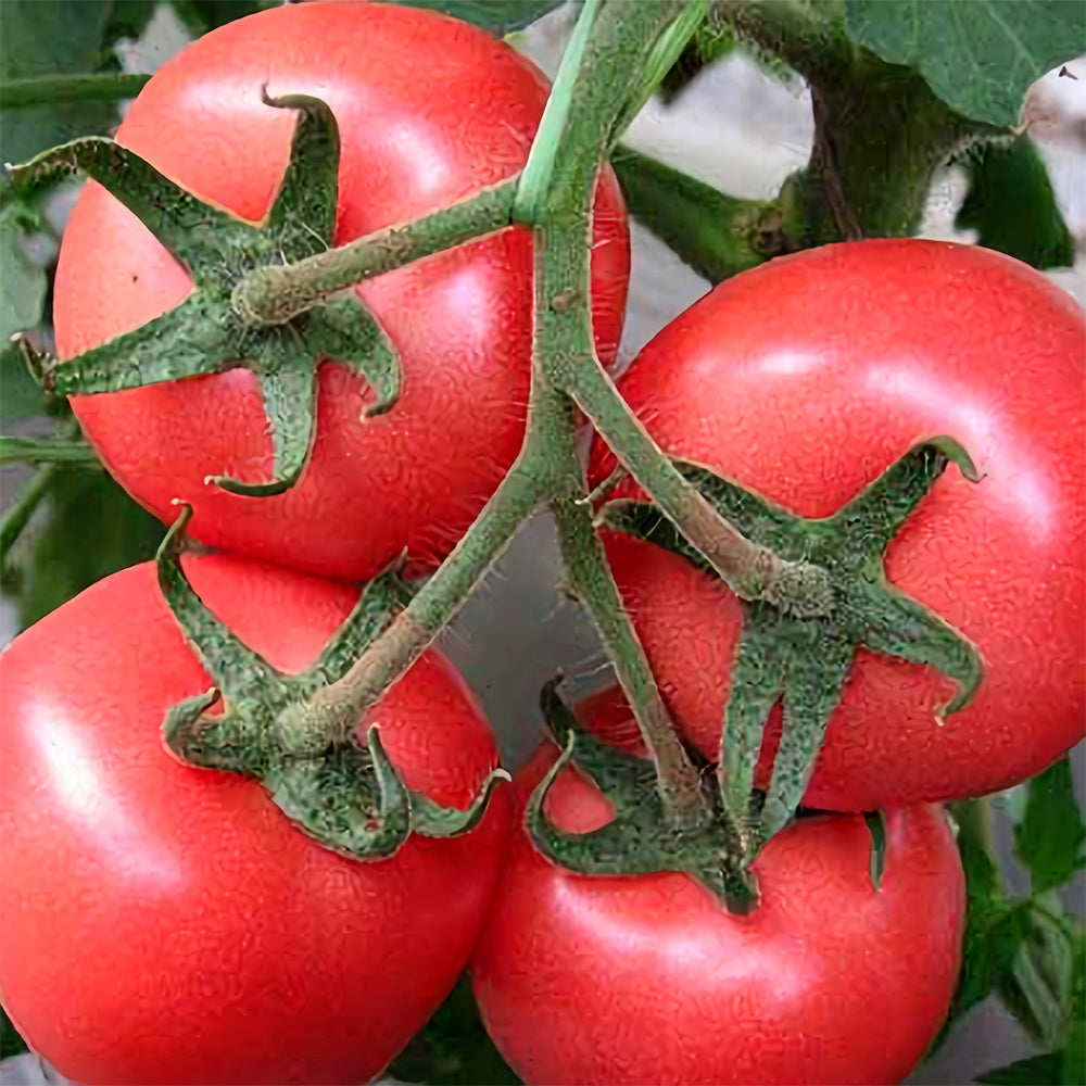 Harvest Brilliance: 5 Bags (200 Seeds / Bag) of 'China Veggies No.4' Tomatoes