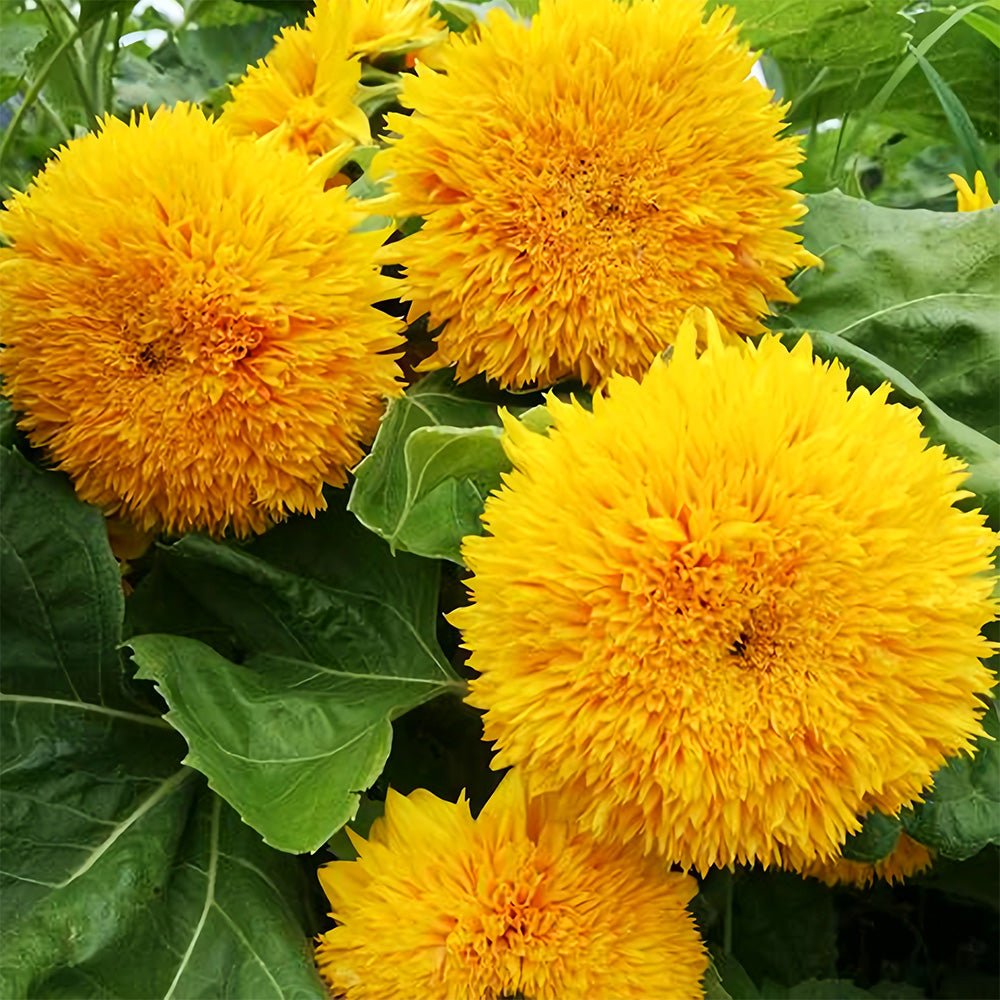 'Teddy Bear' Dwarf Sunflower Seeds (30cm)