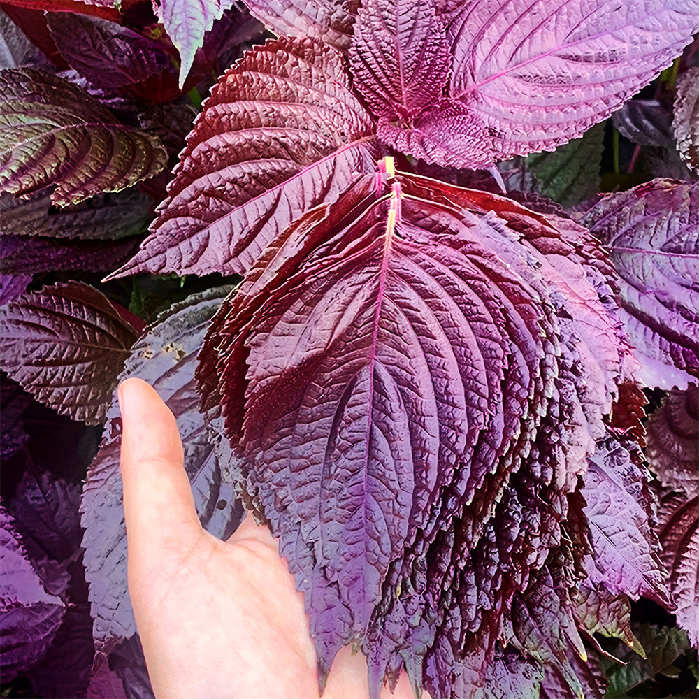 Exquisite Purple Shiso Seeds - Versatile Edible Spice