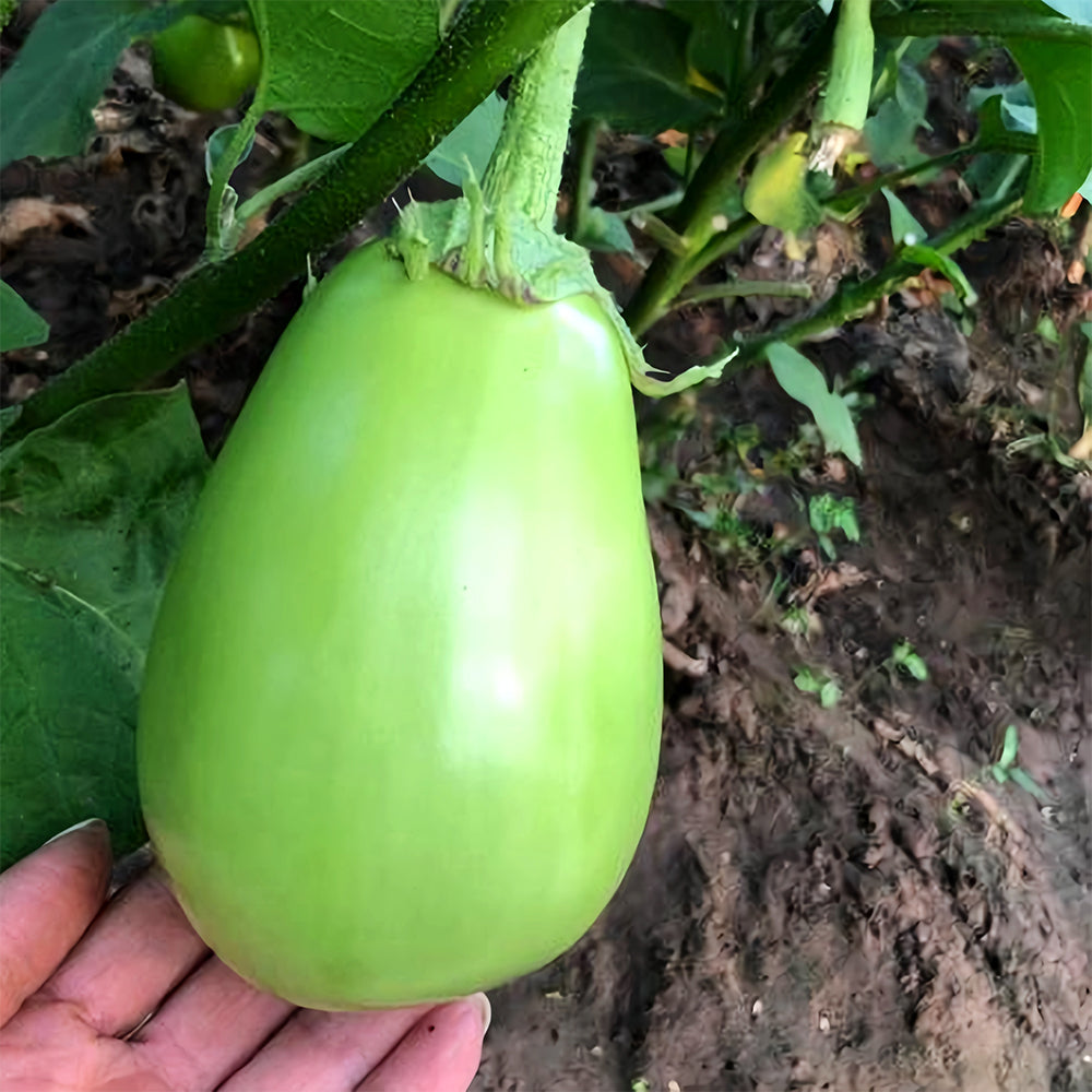 5 Bags (300 Seeds/Bag) of 'Xi'an Green Can' Eggplant Seeds