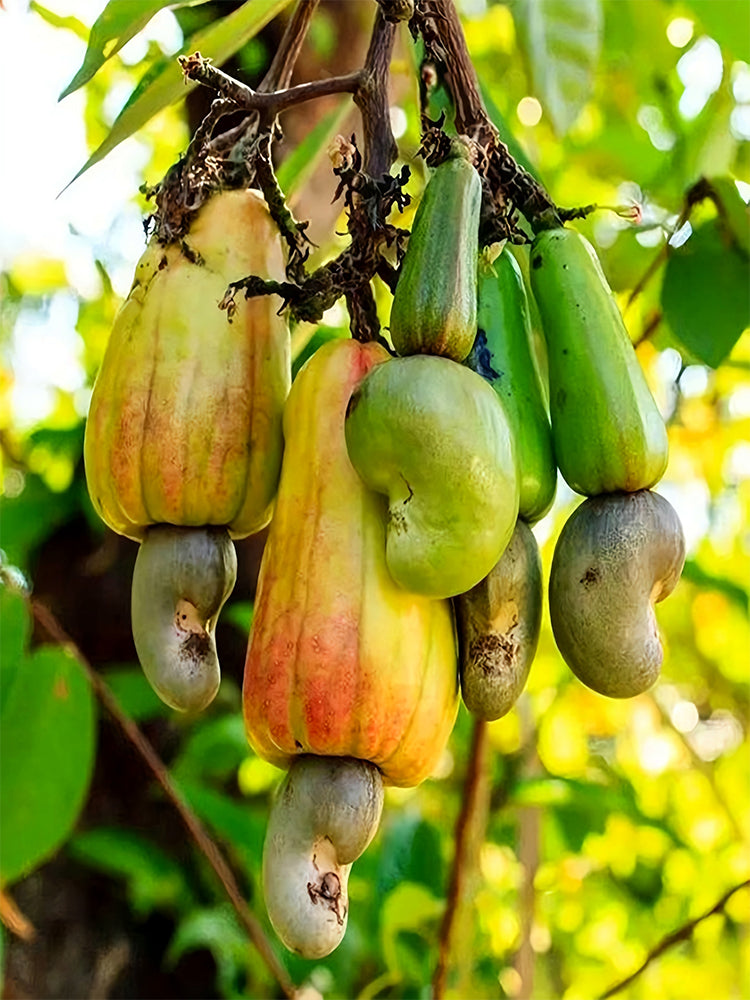 Cashew Tree