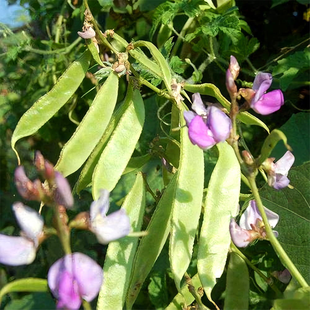 Refreshing Green Hues: 5 Bags (10 Seeds / Bag) of Hyacinth Bean