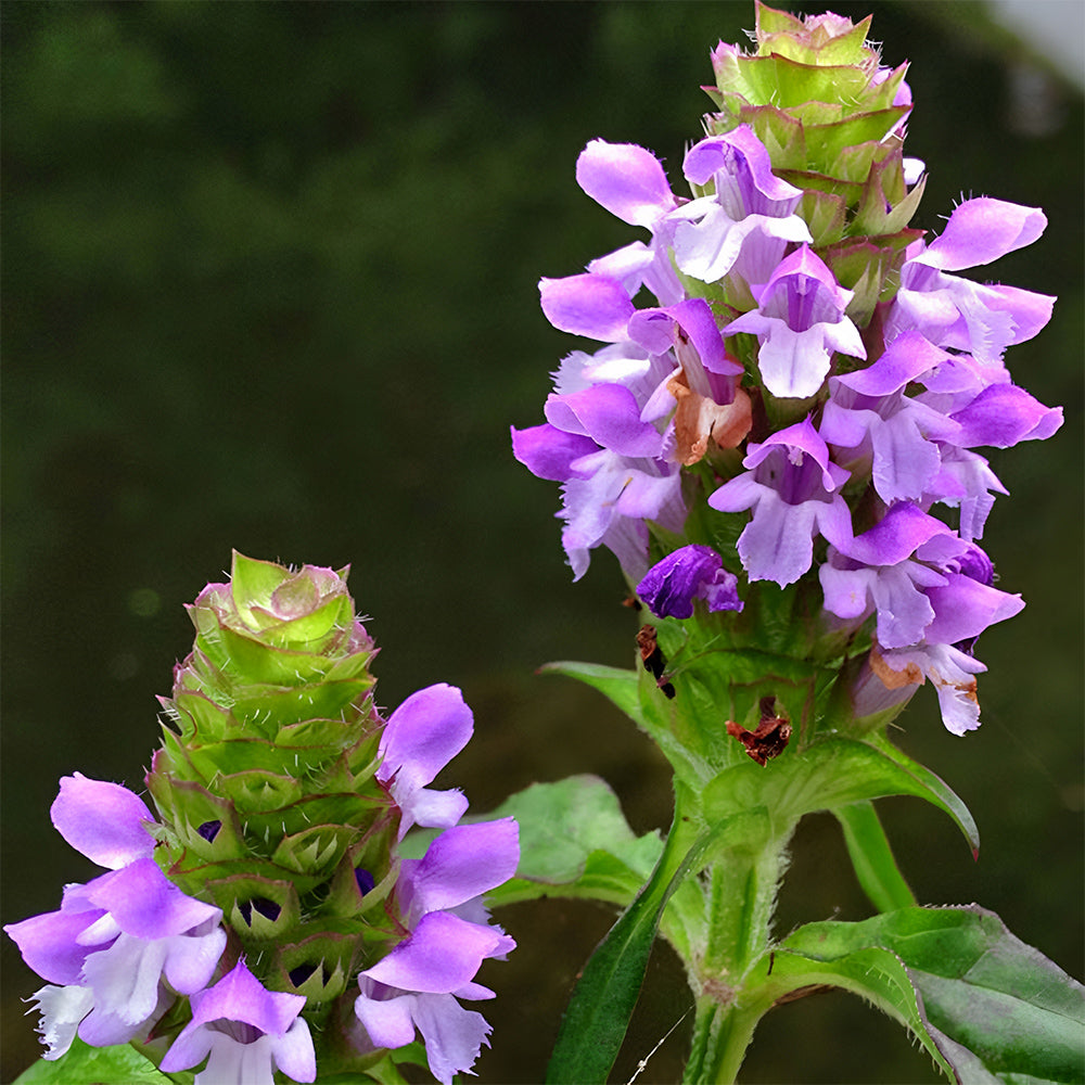 Bellfarm® Self Heal Seeds