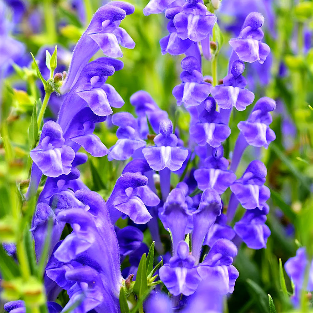 Bellfarm® Chinese Skullcap Seeds