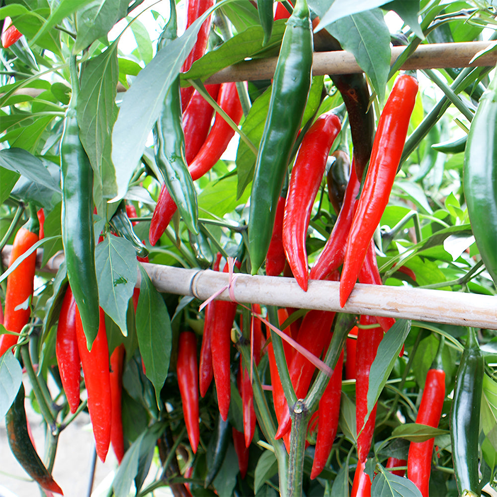 Flame-kissed Delight: 5 Bags (200 Seeds/Bag) of Red Hot Chili Pepper Seeds