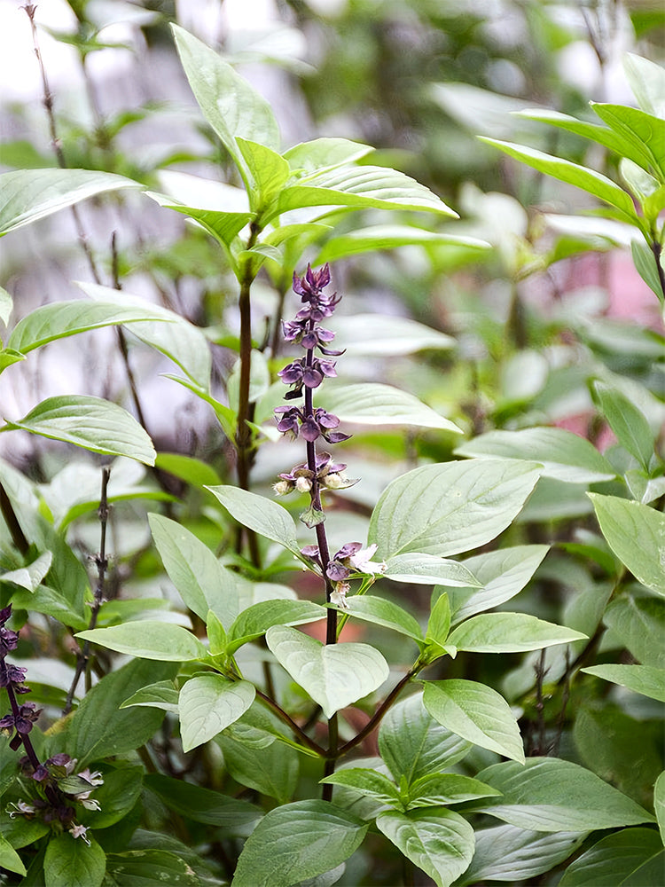 Clove Basil