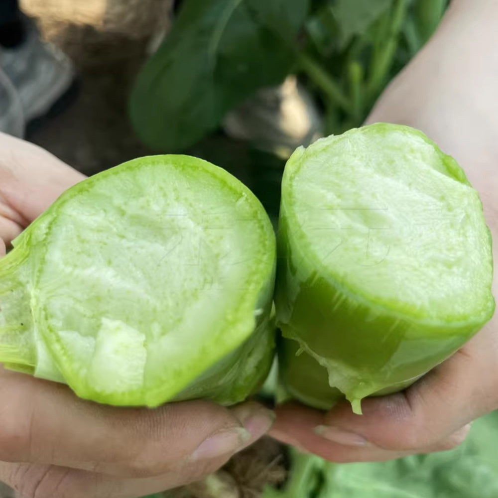 Jingyan® Huge Stem Gai Lan Seeds