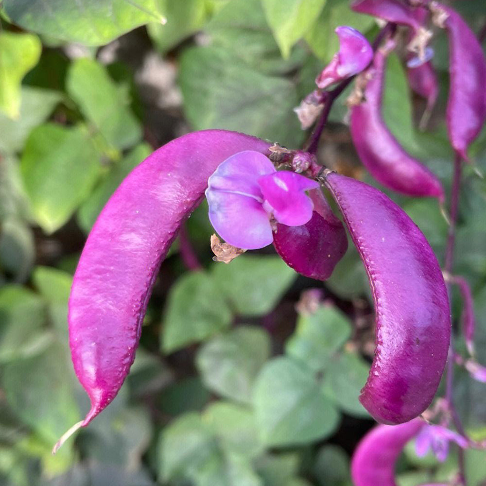 Delicious and Decorative: 5 Packs (10 Seeds / Bag) of Fresh Purple-Red Hyacinth Bean