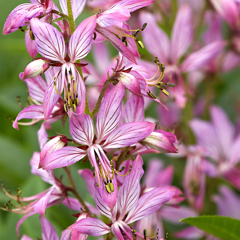 Bellfarm® Dictamnus albus Seeds