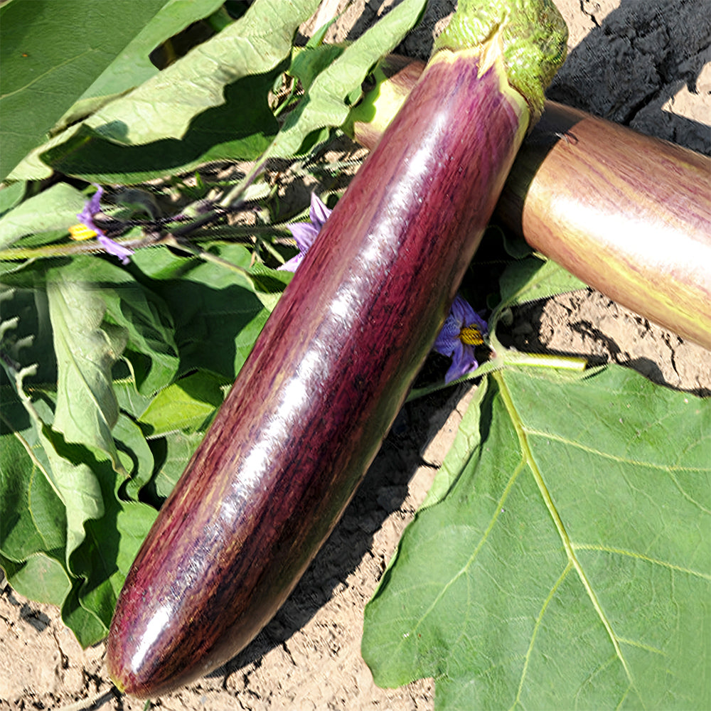 5 Bags (300 Seeds/Bag) of 'Sichuan Bamboo Silk' Eggplant Seeds