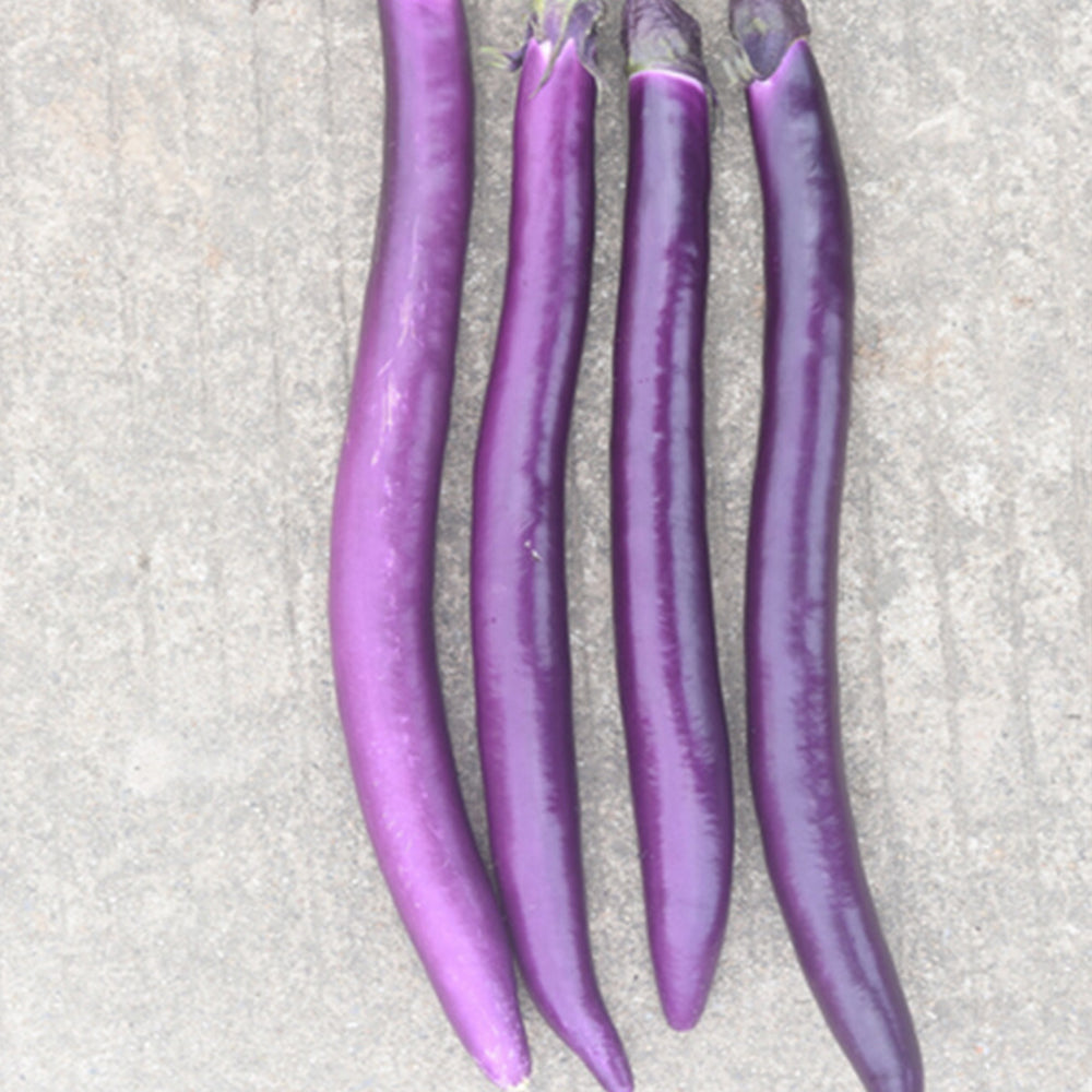 5 Bags (100 Seeds / Bag) of 'Hang Zilong' Series Purple Eggplants