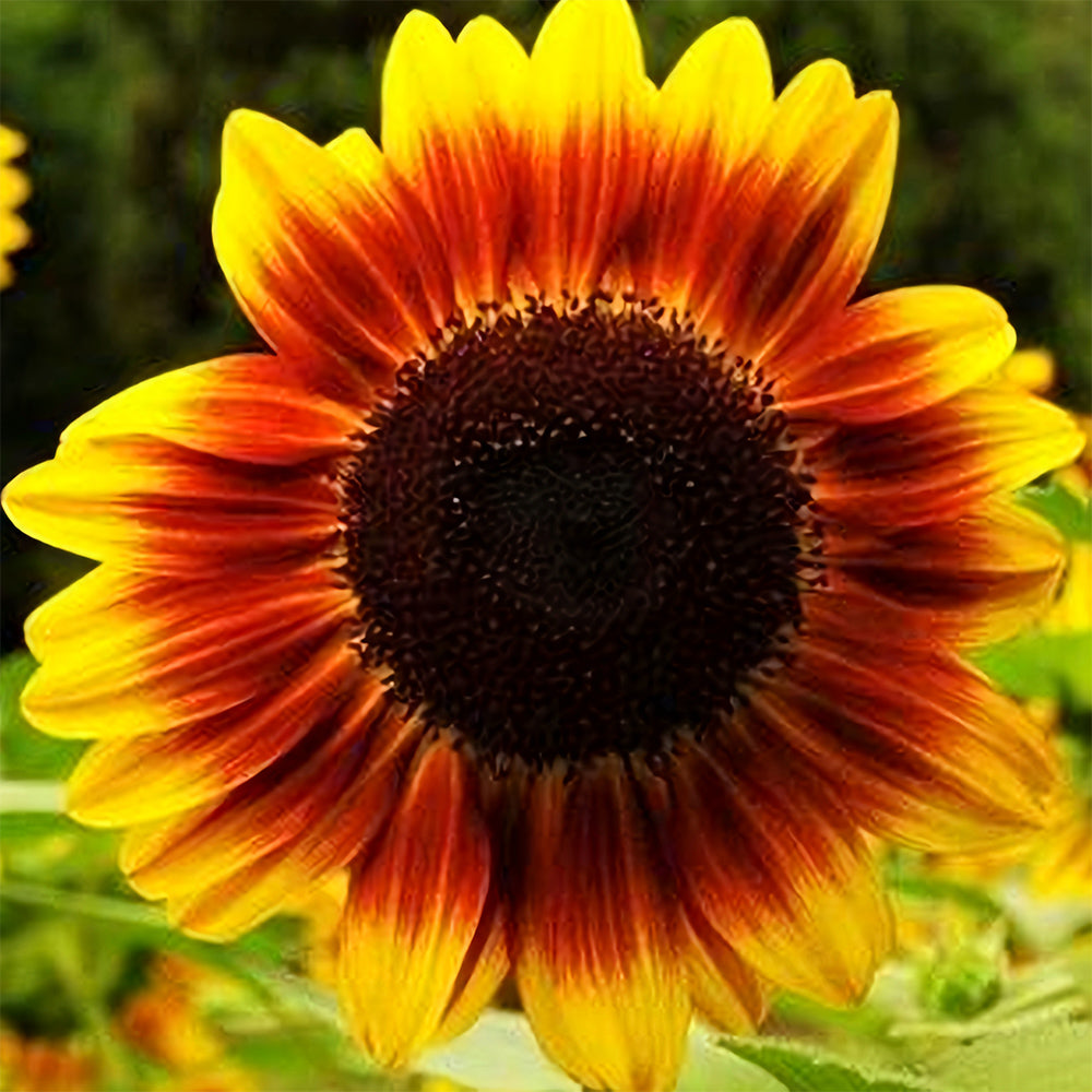 Bellfarm® Bi-Colour Sunflower Seeds (90cm)