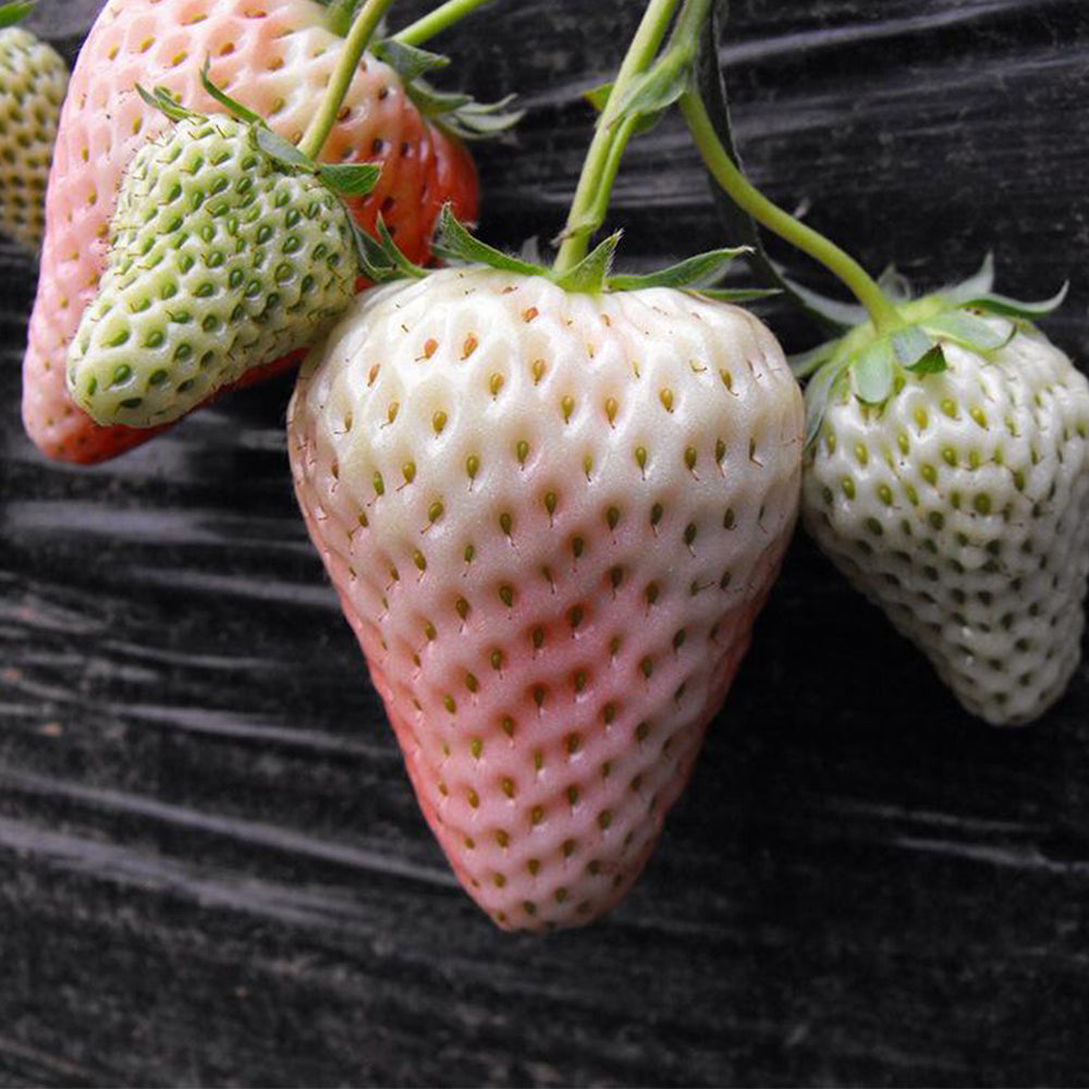 5 Bags of 'Littile White' Series Small White Strawberry