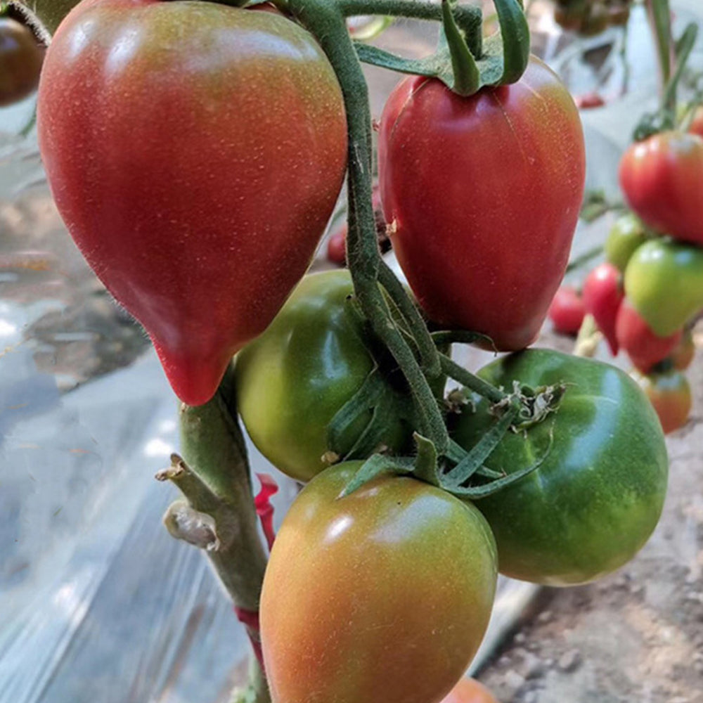 'Mango Honey' Marvel: 5 Bags of Red Banana Tomato Seeds