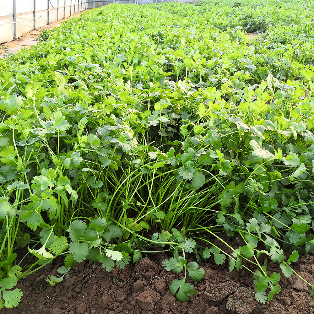 Jingyan® Organic Coriander Seeds