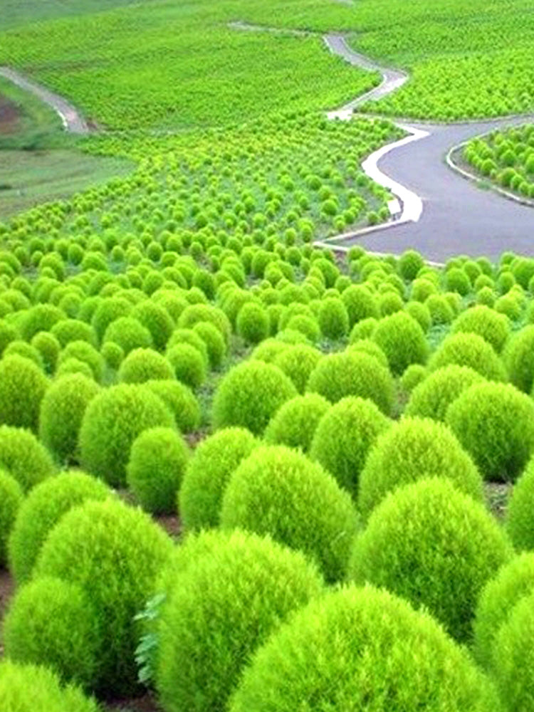 Kochia Scoparia, Green