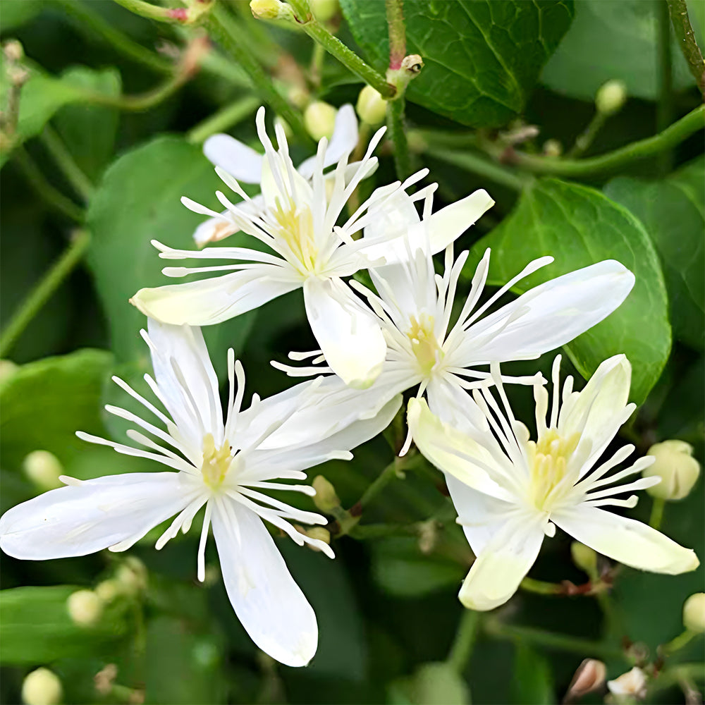 Clematis Chinensis
