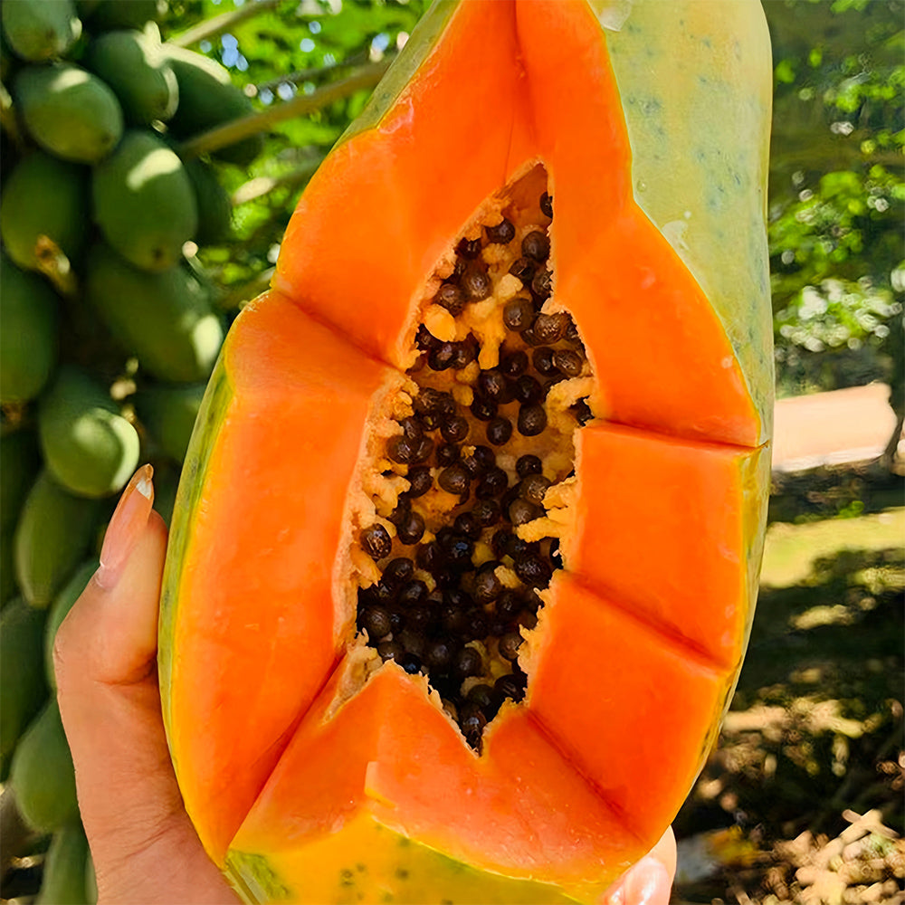 Red Fruit Wonder: Premium Organic Papaya Seeds
