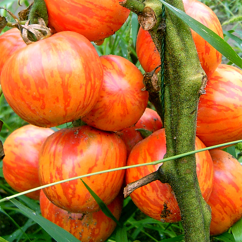 Colorful Bounty: 5 Bags (200 Seeds / Bag) of Red Zebra Tomatoes