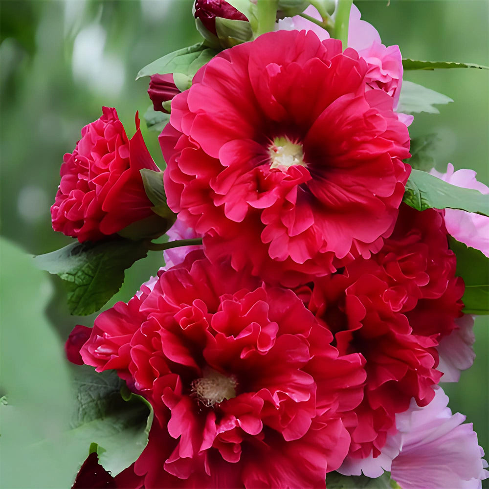 Alcea 'Nostalgia Red'