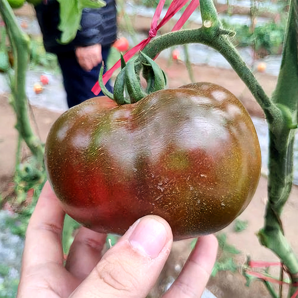 Cultivate Curiosity: 5 Bags (100 Seeds / Bag) of 'Daheiren' Black Tomatoes