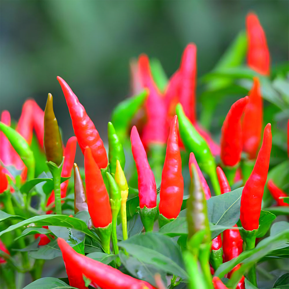 Spicy Symphony: 5 Bags (300 Seeds/Bag) of Red Cluster Peppers