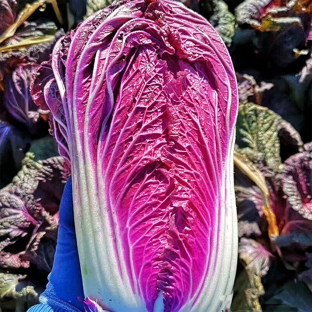 Jingyan® Red Napa Cabbage Seeds