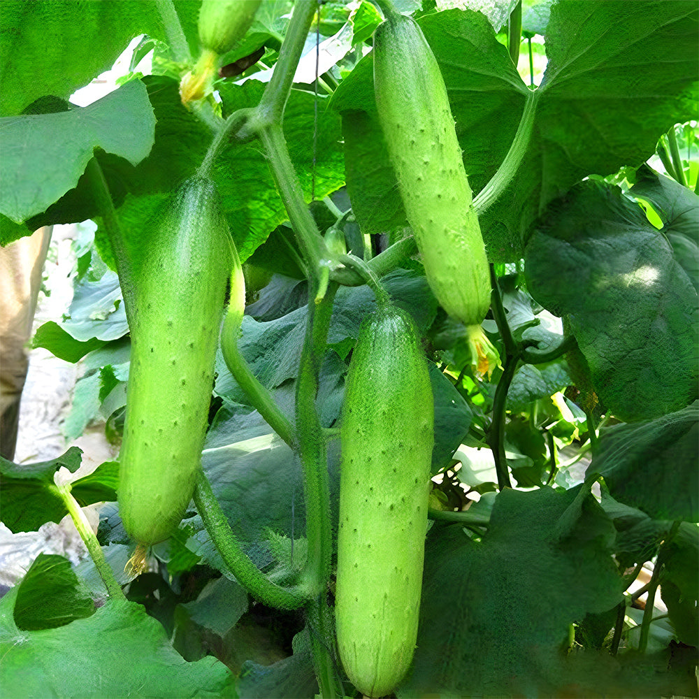 Prolific Vine Delights: 5 Bags (60 Seeds/Bag) of Hanging Cucumber Variety