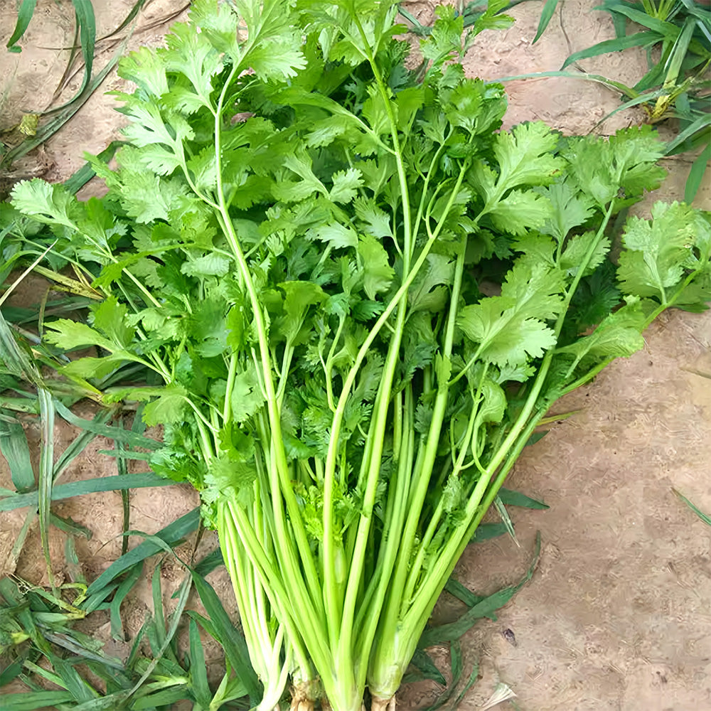 Jingyan® Fast-growing Coriander Seeds