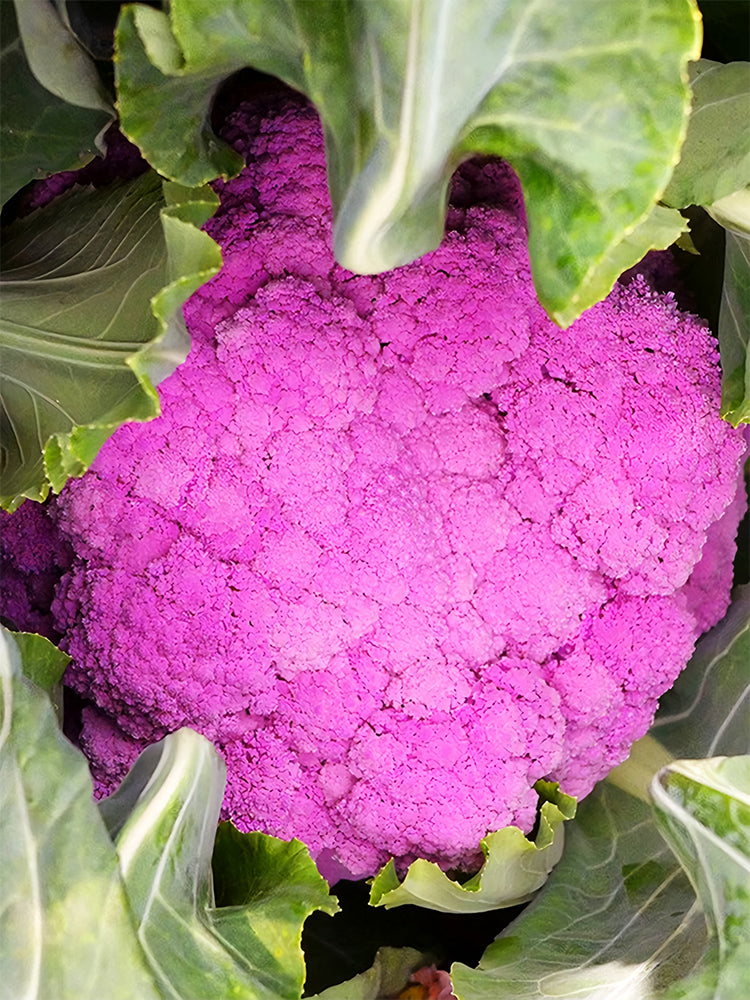 Cauliflower, Colourful Varieties