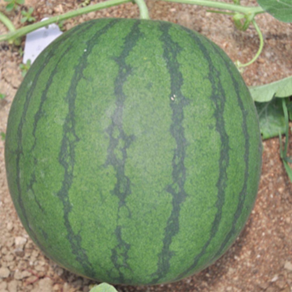 5 Bags (50 Seeds / Bag) of 'Seedless Kylin' Series Seedless Watermelon Seeds