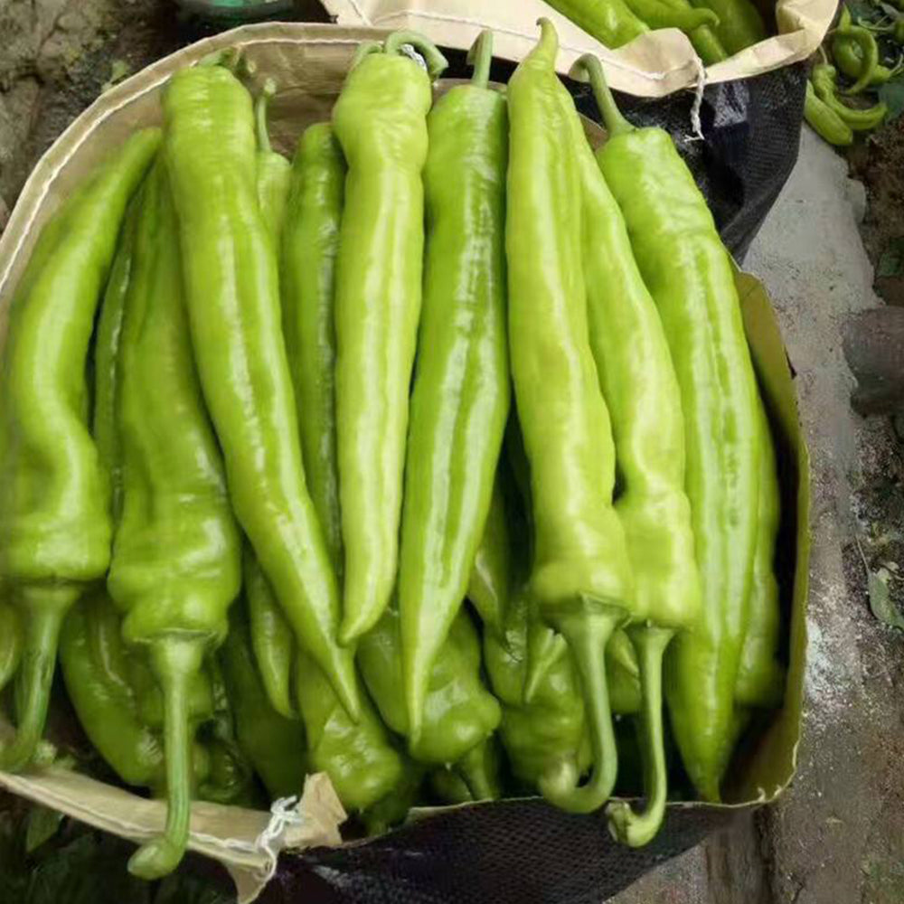 5 Bags (200 Seeds / Bag) of Crispy Spicy 'Lamb Horn' Peppers