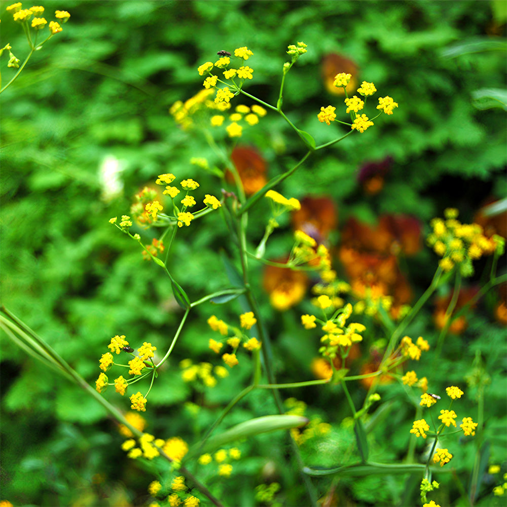 Bellfarm® Bupleurum chinense Seeds