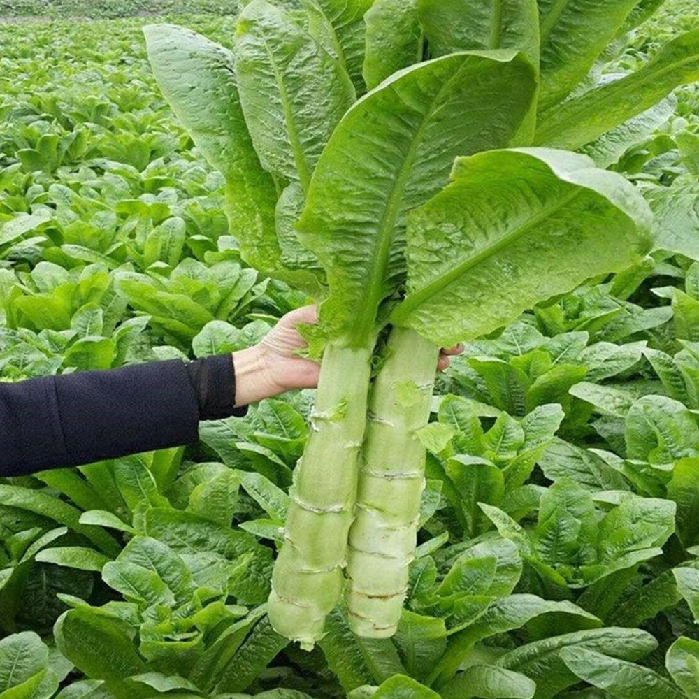 5 Bags (3000 Seeds / Bag) Green Asparagus Lettuce Seeds