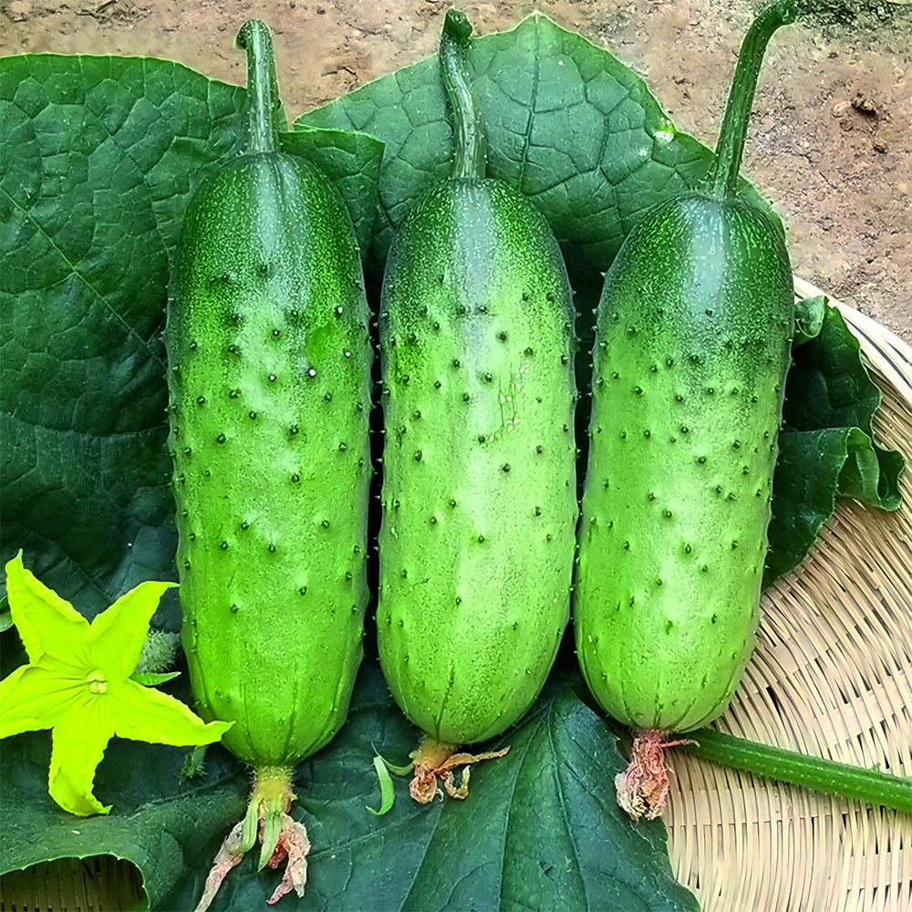 Lazy Gardener's Delight: 5 Bags (60 Seeds/Bag) No-Stake Climbing Cucumbers