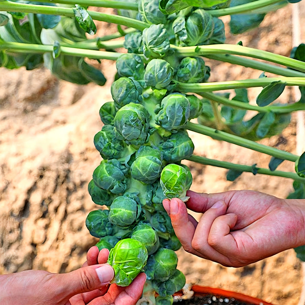 Jingyan® Brussels Sprout Seeds