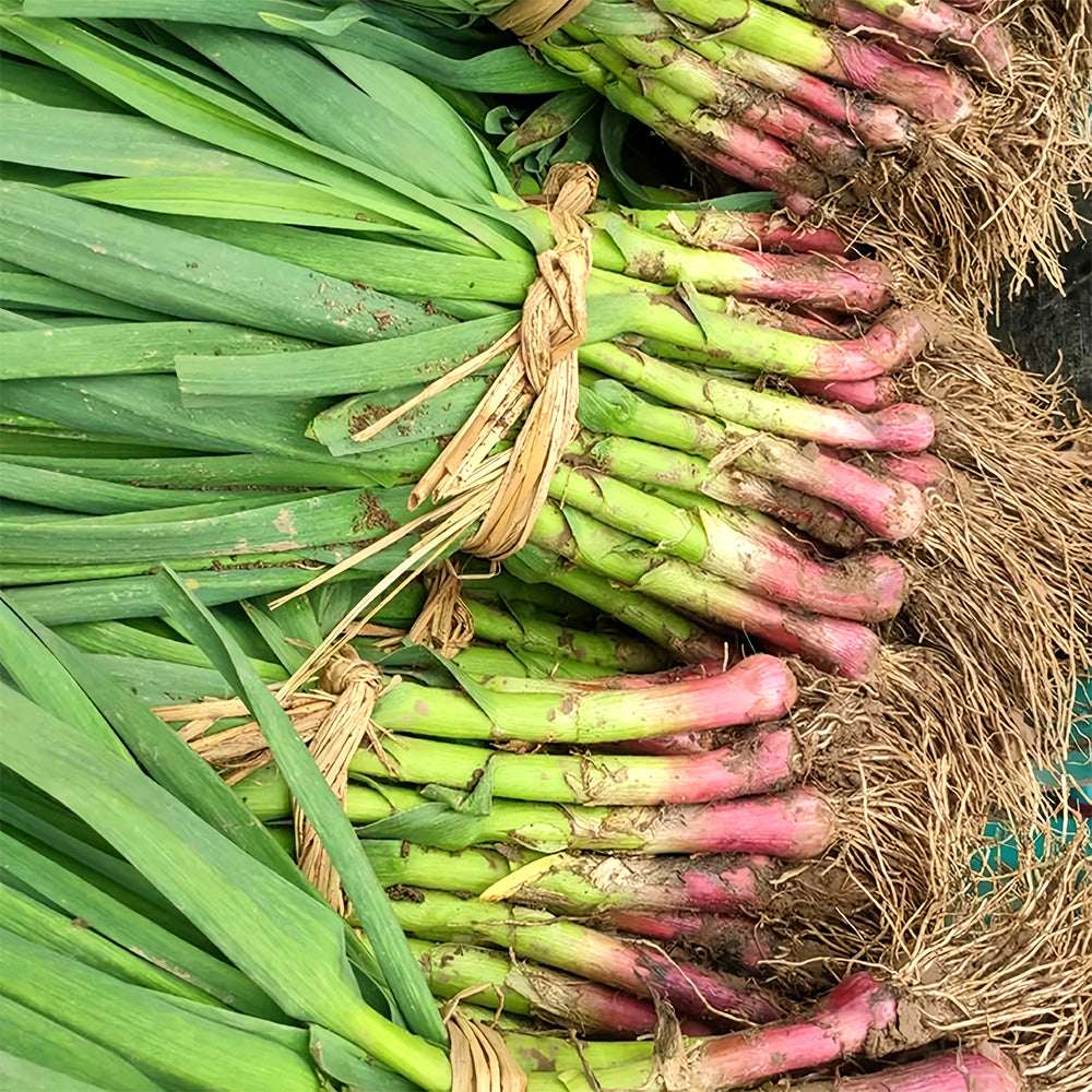 5 Bags (500 Seeds/ Bag) of Red Root Leek Seeds