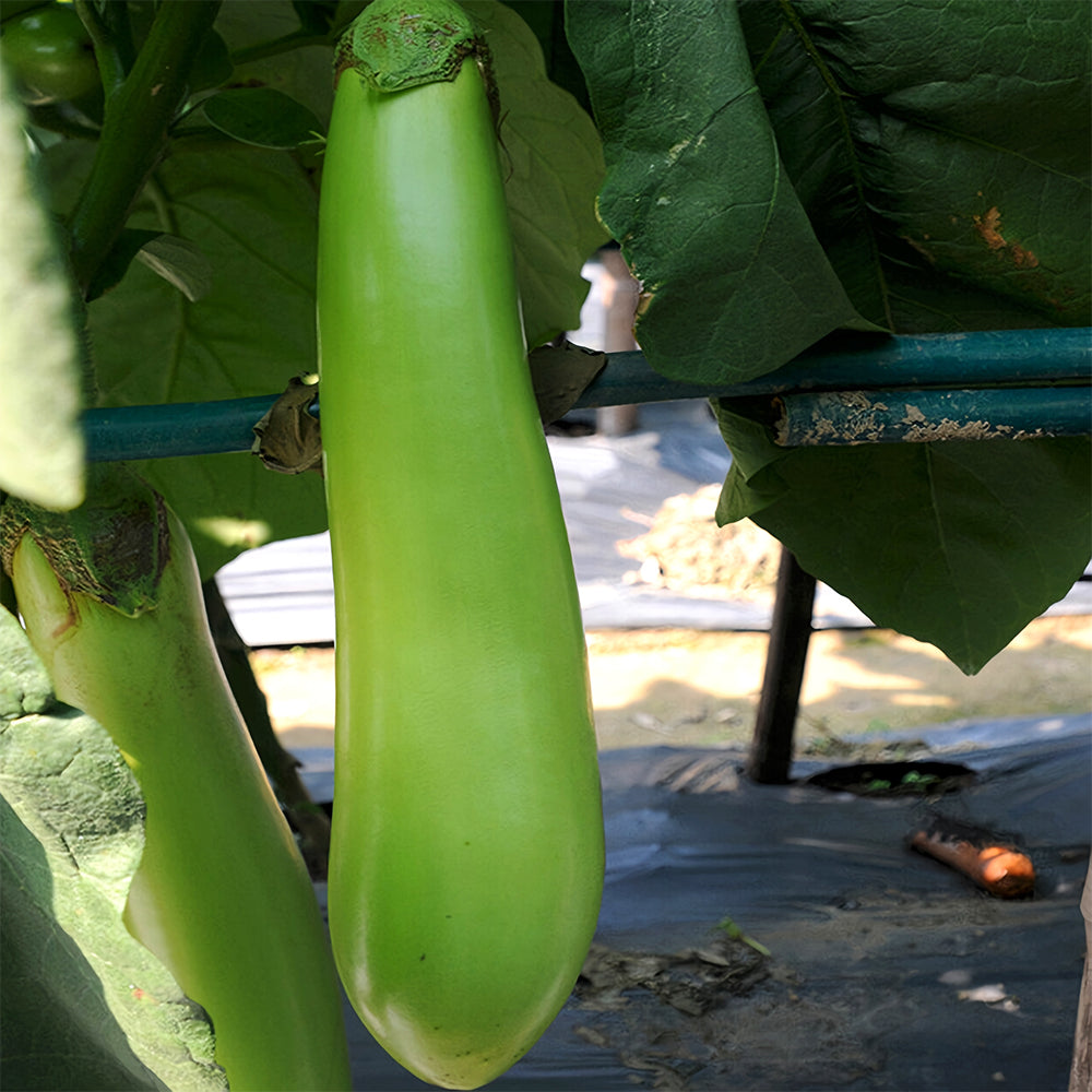 5 Bags (100 Seeds/Bag) of 'Green Dragon' Long Eggplant Seeds
