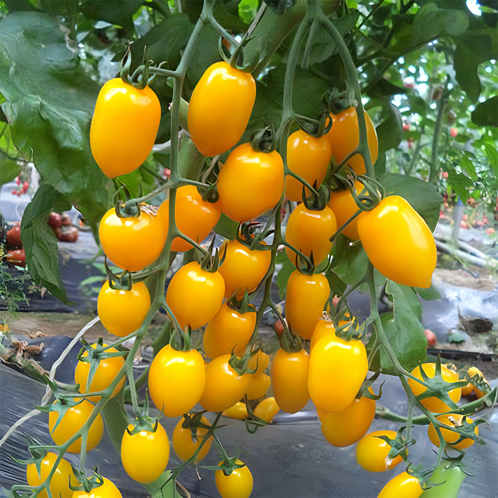 Glowing Gold: 5 Bags (200 Seeds / Bag) of 'Yellow Saint' Cherry Tomatoes