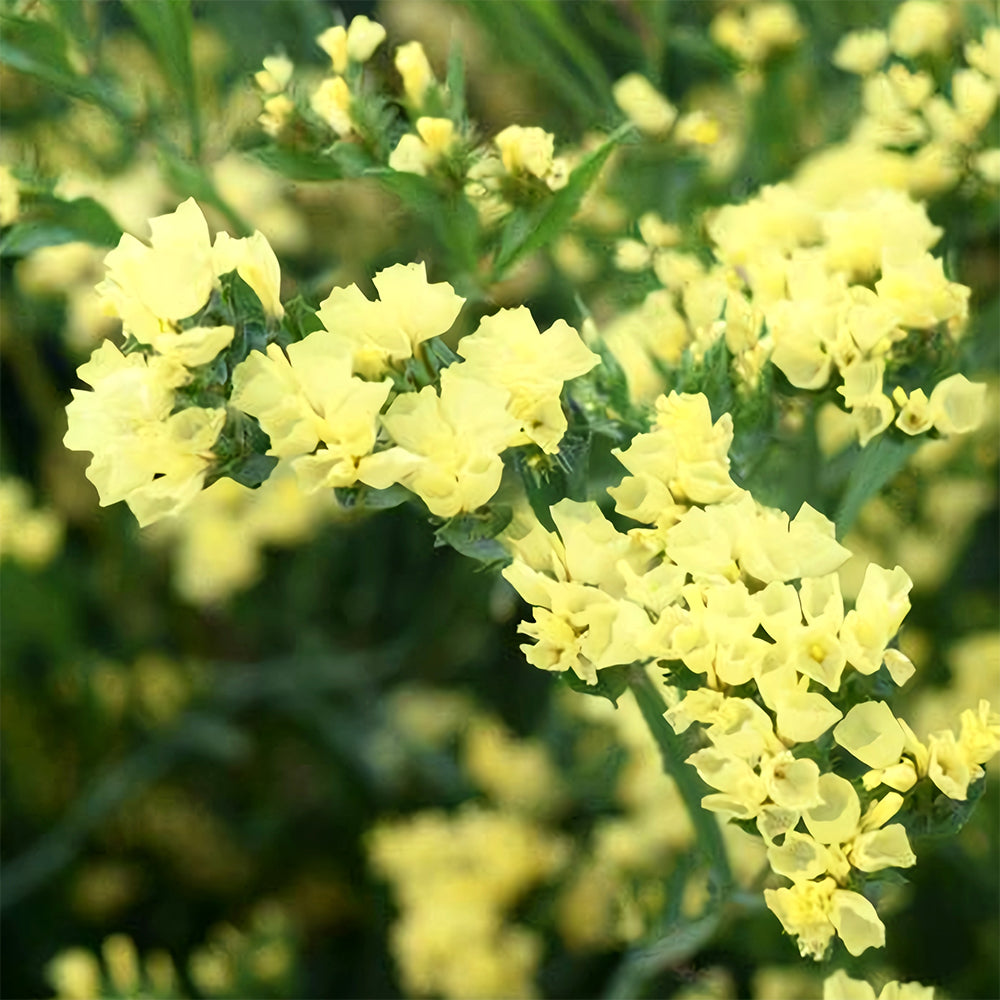 Your Garden's Crown: Wavyleaf Sea Lavender Seeds