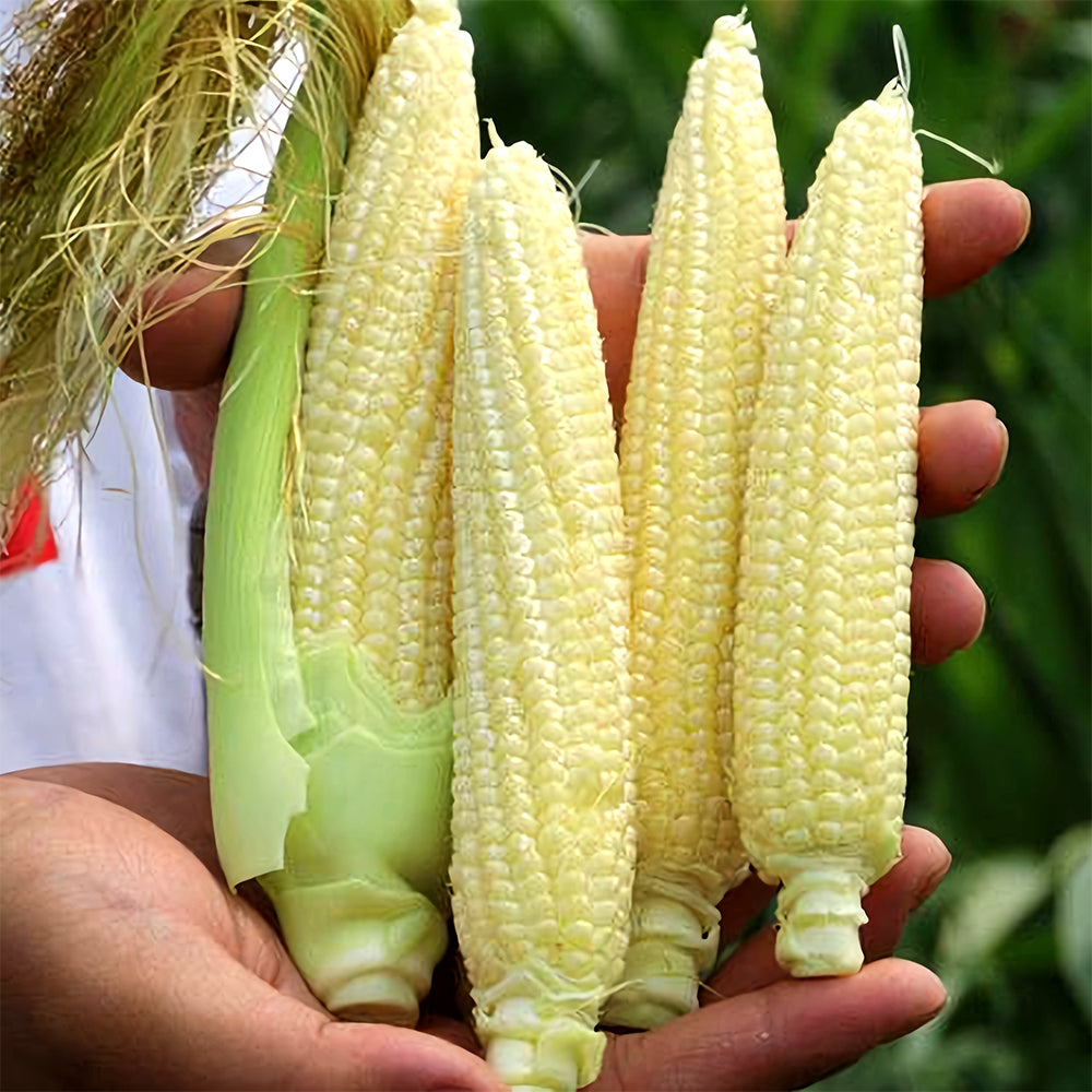 Take Your Crop to the Next Level: 50 F1 Sweet Baby Corn Seeds