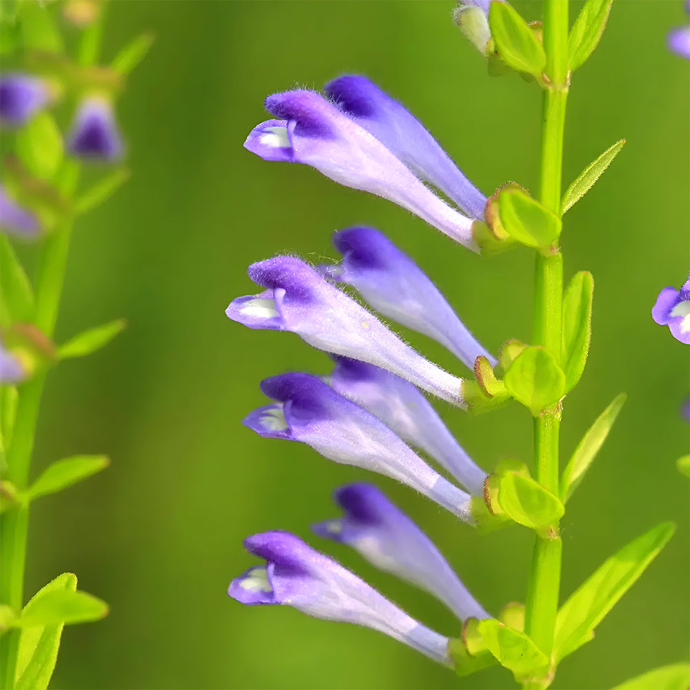 Bellfarm® Barbed Skullcap Seeds