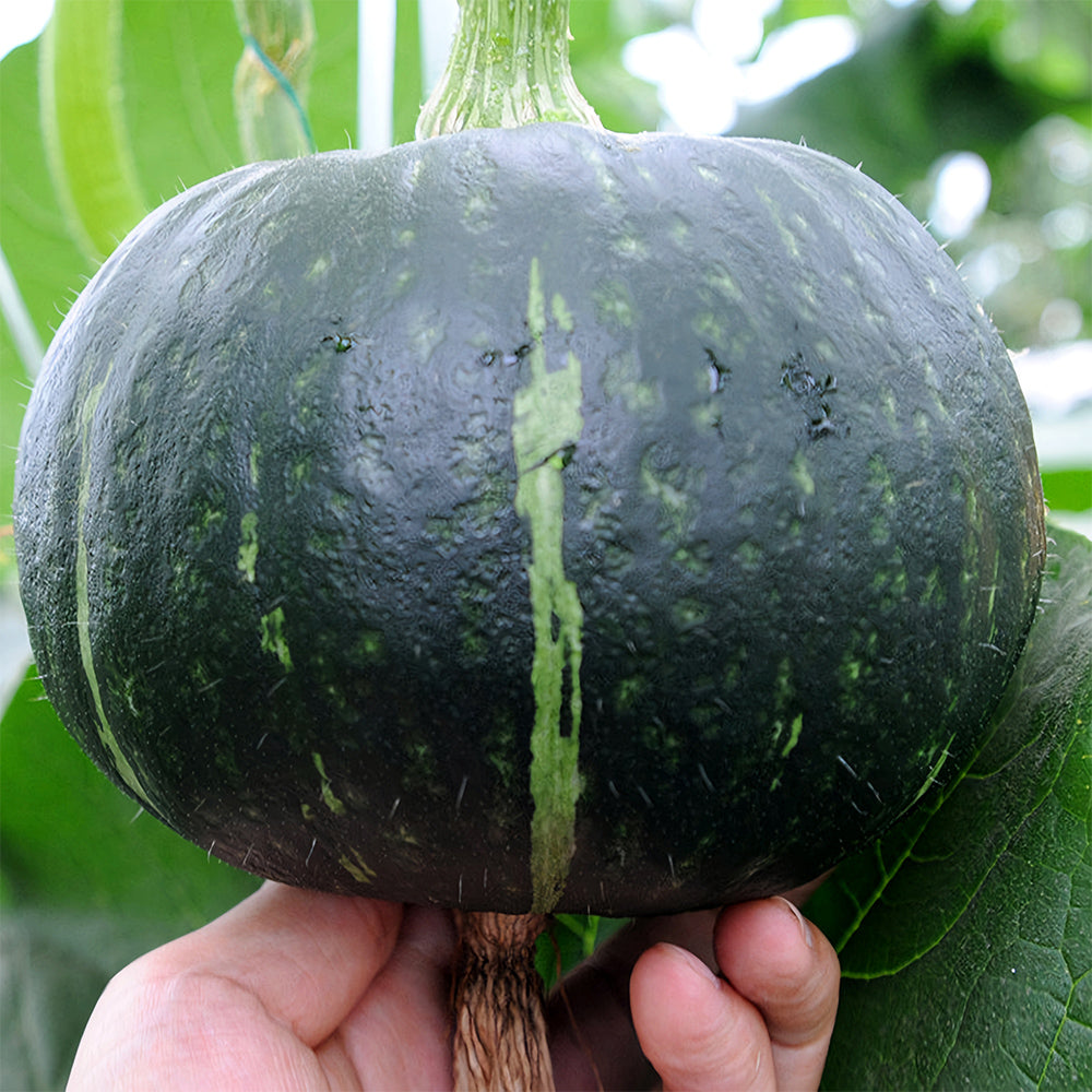 5 Bags (20 Seeds / Bag) of 'Green Baby' Small Pumpkin Seeds