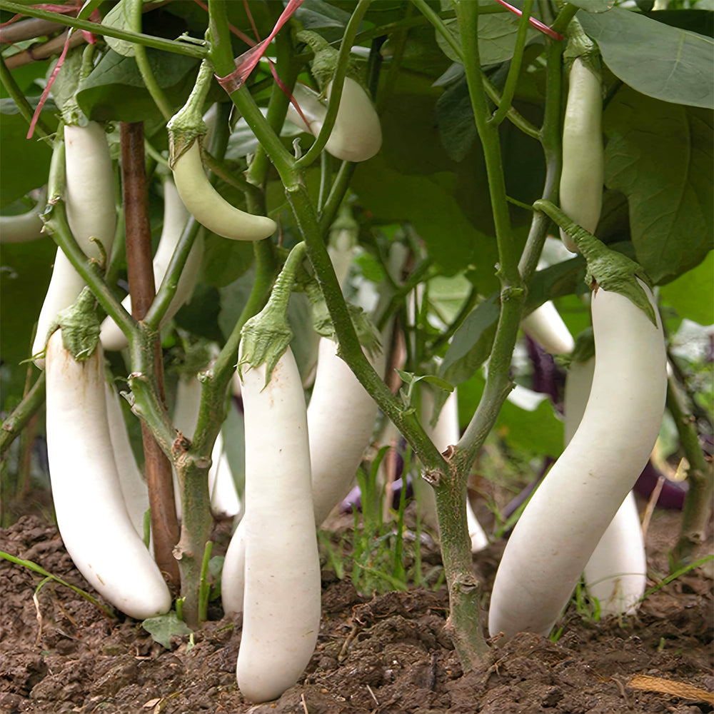 5 Bags (300 Seeds/Bag) of White Long Eggplant Seeds