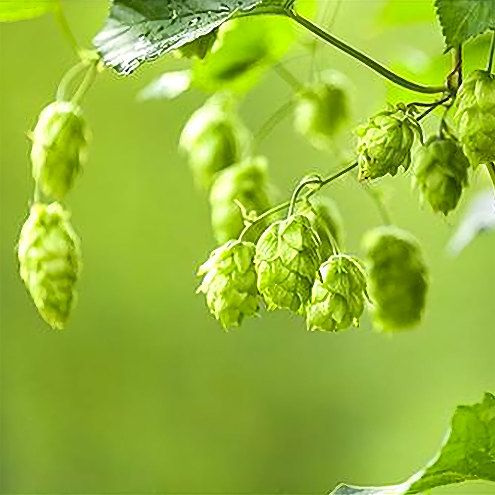 Grow Your Own Hops: 10 Seeds of the Humulus lupulus Vine Plant