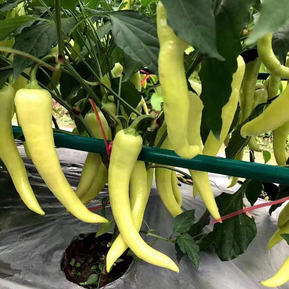 5 Bags (100 Seeds / Bag) of 'Golden Sword' Peppers