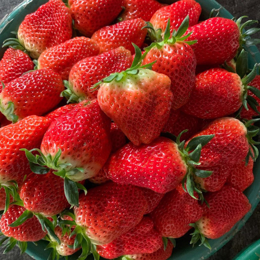 5 Bags (200 Seeds / Bag) of 'Akihime' Series Red Strawberry